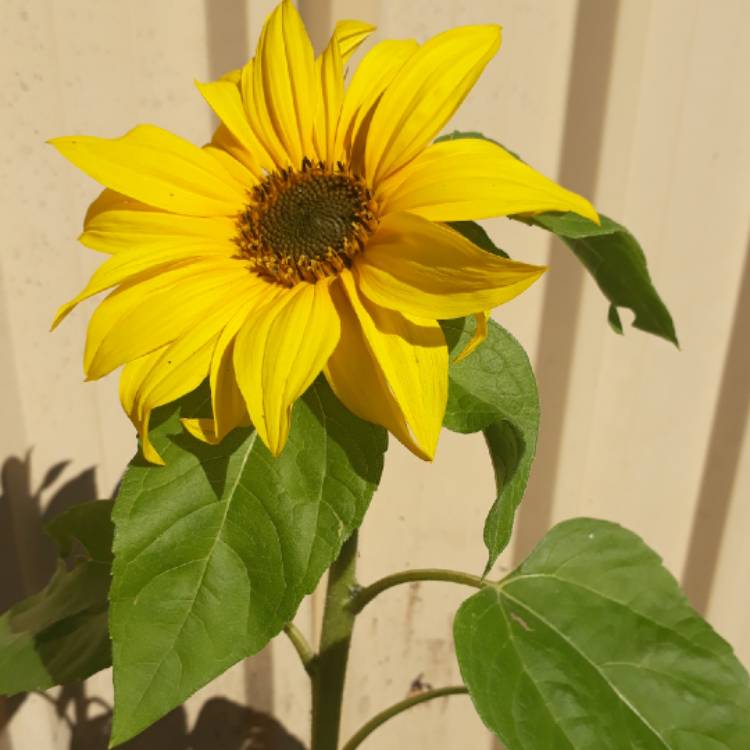 Plant image Helianthus annuus 'girasol'
