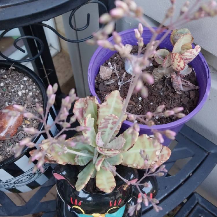 plant image 1687454