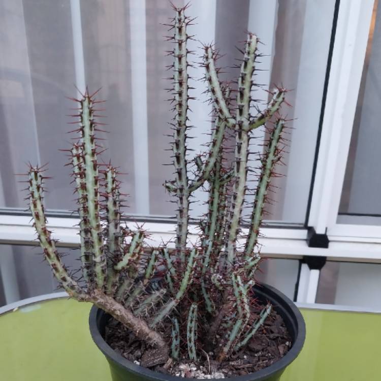 plant image 1687456 plant image 1687456
