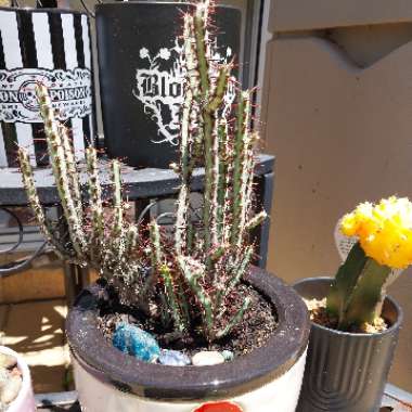 Euphorbia aeruginosa