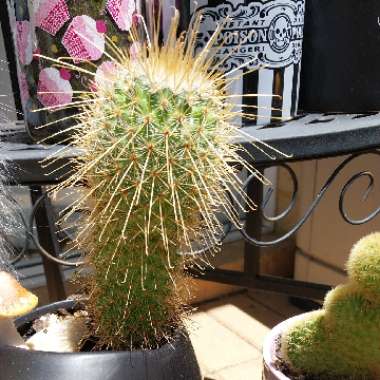 Mammillaria magnifica