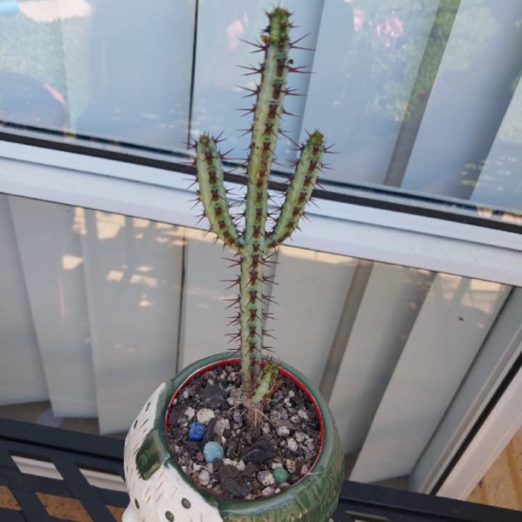 plant image 1728327 plant image 1728327