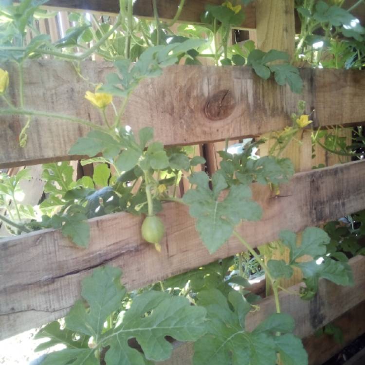 Plant image Citrullus Lanatus 'Sugar Baby'