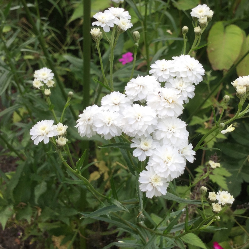 Plant image Achillea ptarmica 'The Pearl'