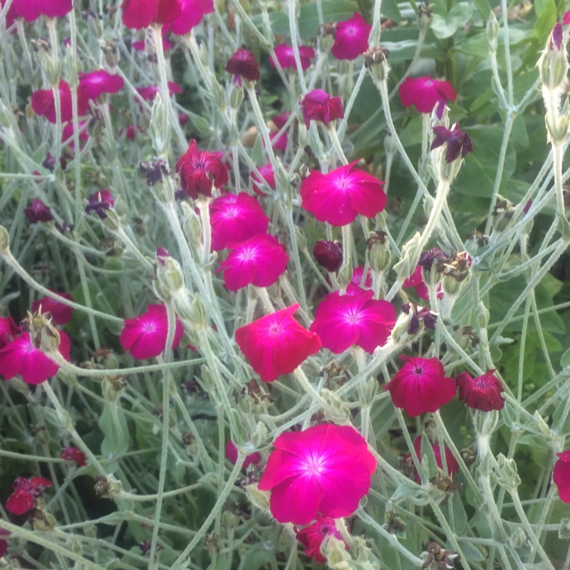 Plant image Lychnis coronaria 'Gardeners World'
