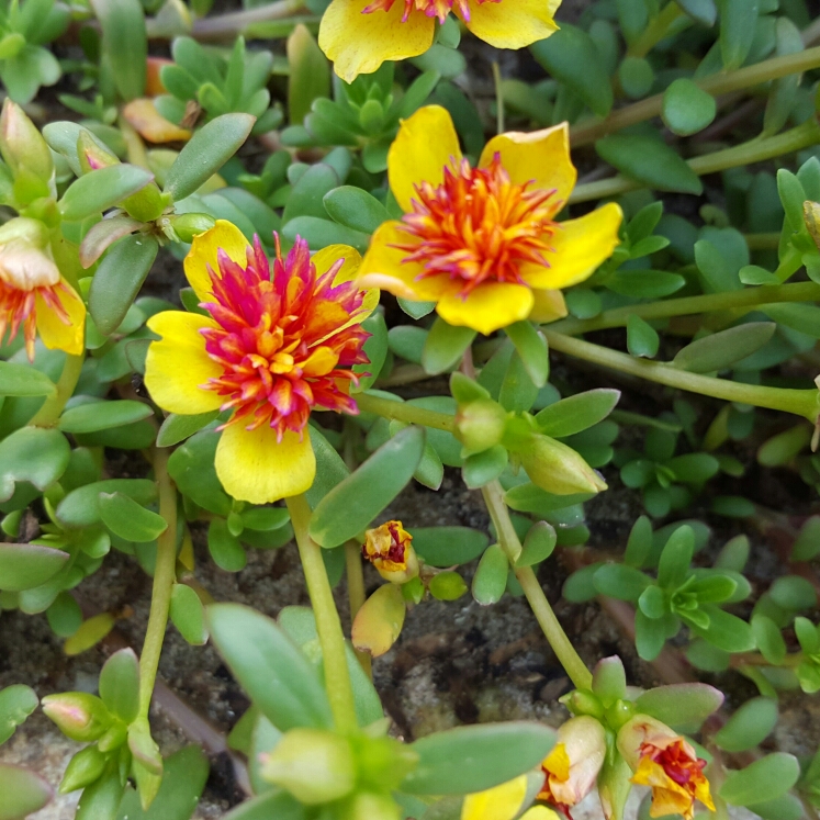 Plant image Portulaca oleracea 'Sun Jewels'