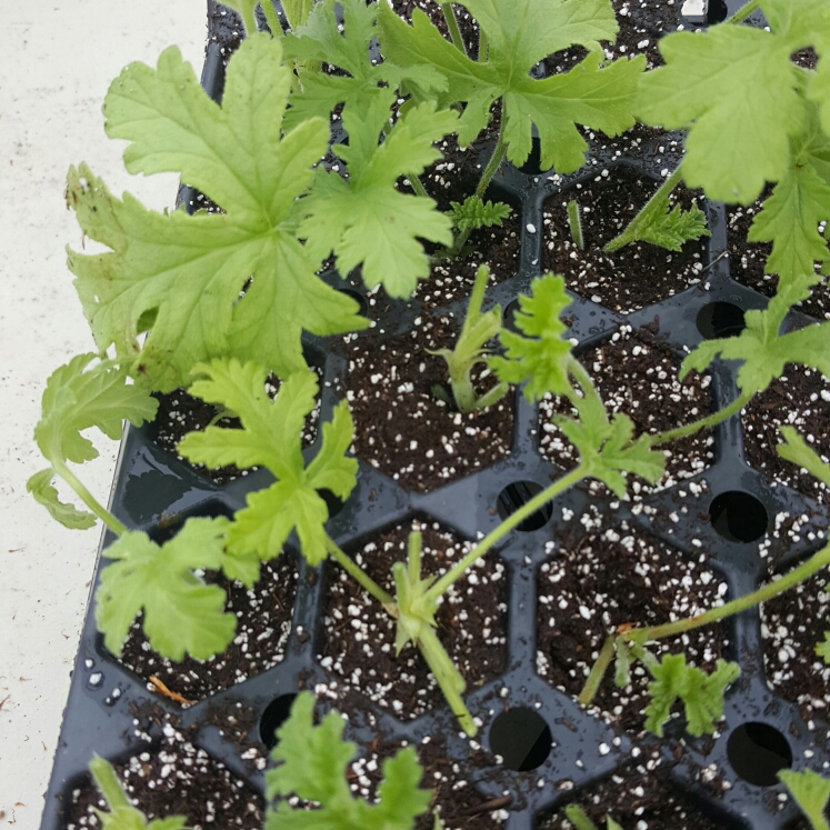 Plant image Pelargonium 'Citronella'