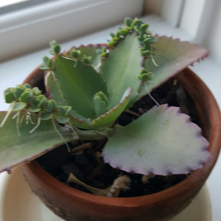 Plant image Kalanchoe Laetivirens 'Big Momma'