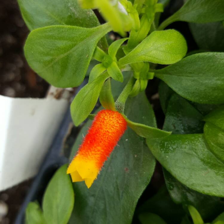Plant image Manettia