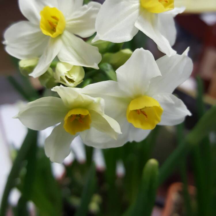 Plant image Narcissus 'Ziva'