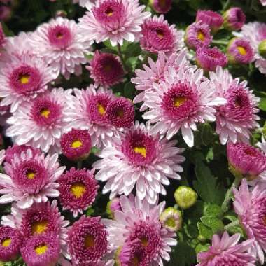 Laurie's garden