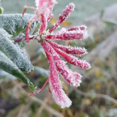Laurie's garden