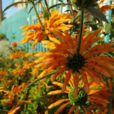 Laurie's garden