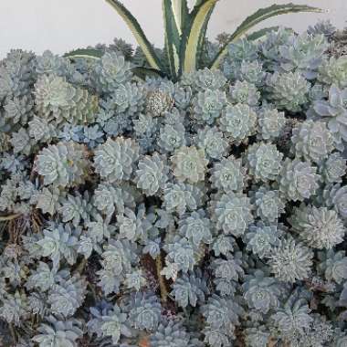Laurie's garden