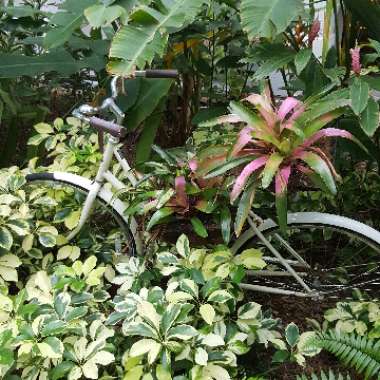 Laurie's garden