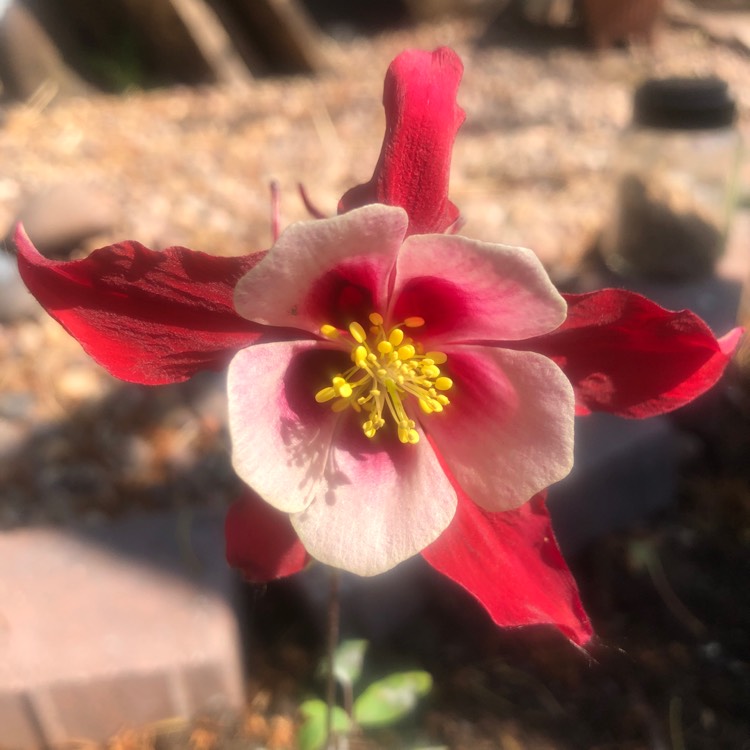 Plant image Aquilegia hybrida 'Crimson Star'
