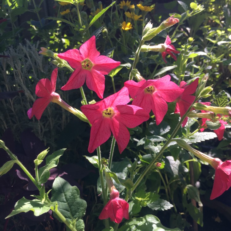 plant image 766189