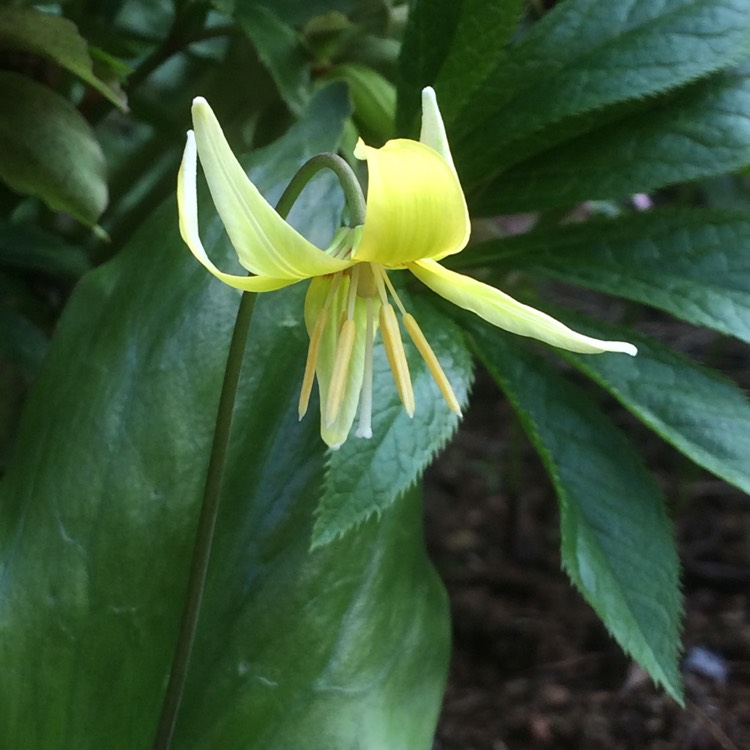 plant image 350040