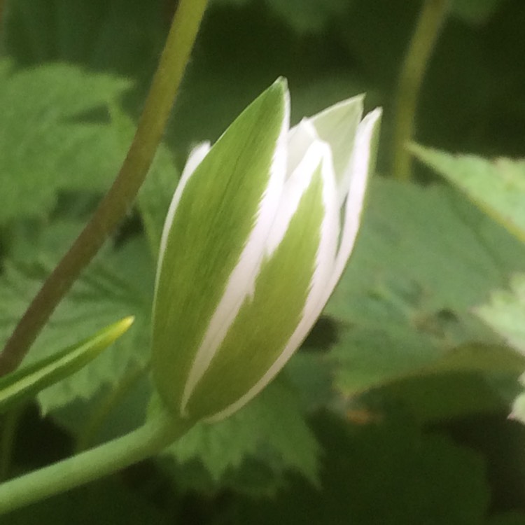 plant image 392324
