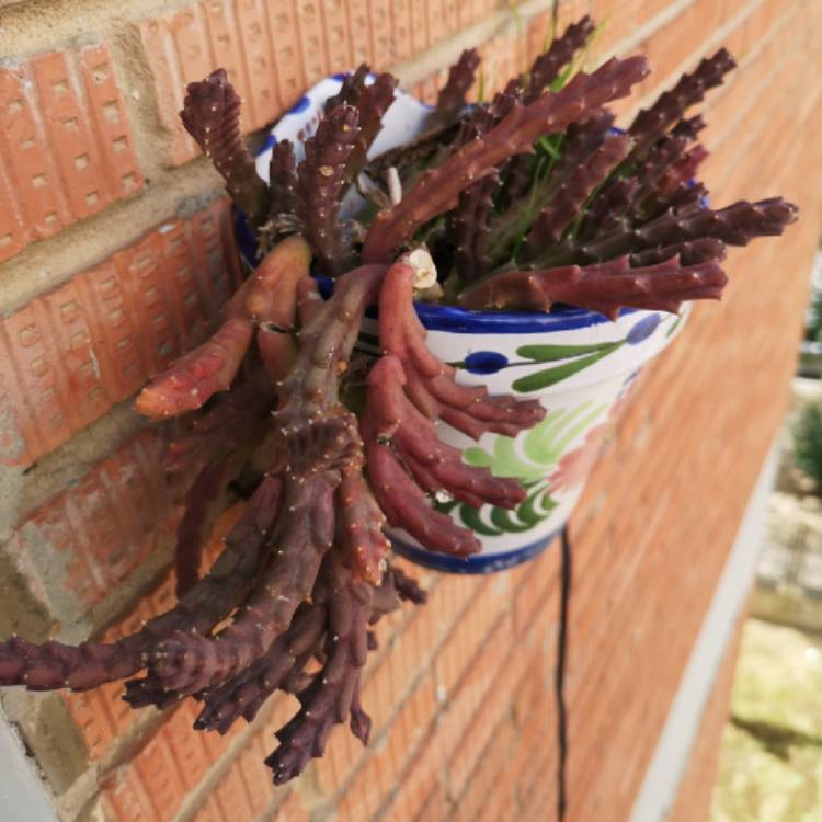 plant image 979960