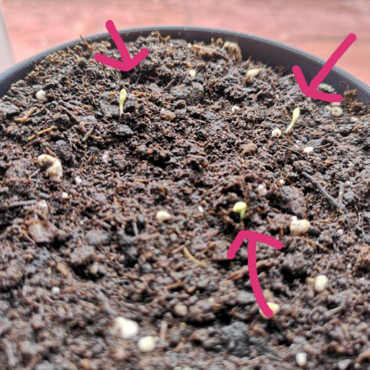 plant image 981083