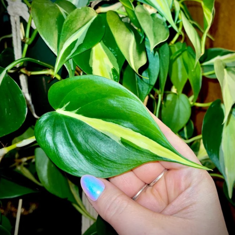 Plant image Philodendron cordatum 'Silver Stripe'