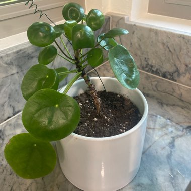 Pilea peperomioides