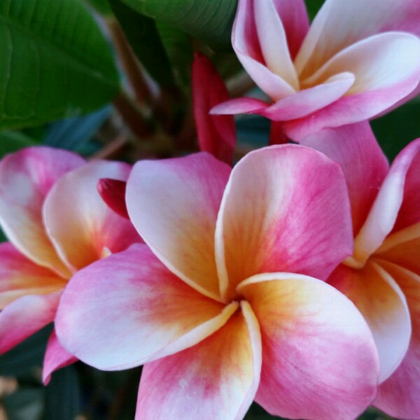 Frangipani 'Sorbet Ripple'