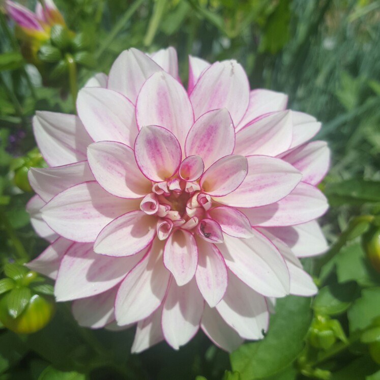 Plant image Dahlia 'Hdpi117' (Happy Days Series) syn. Dahlia 'Happy Days Pink'