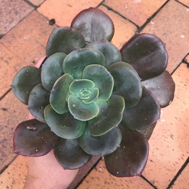 Echeveria 'Blue Metal'