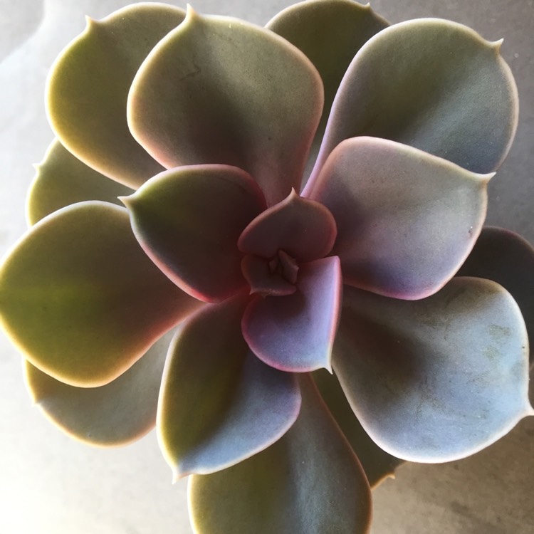 plant image 1187219