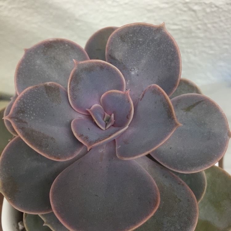 plant image 995174