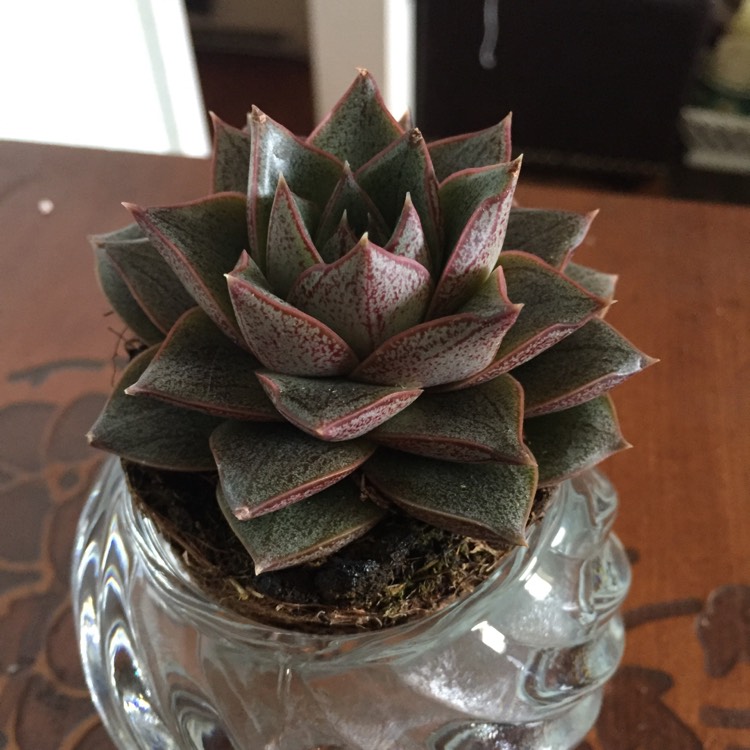 plant image 995200