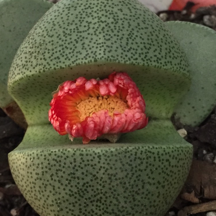 plant image 995202