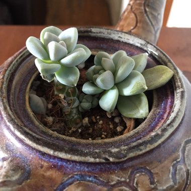 Sedeveria 'Blue Elf'
