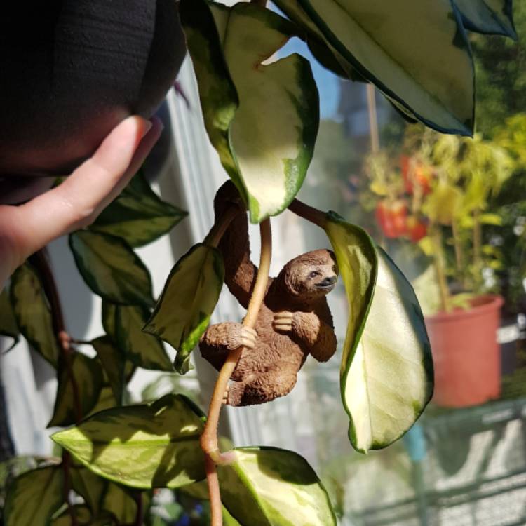 Plant image Hoya Carnosa 'Tricolor'