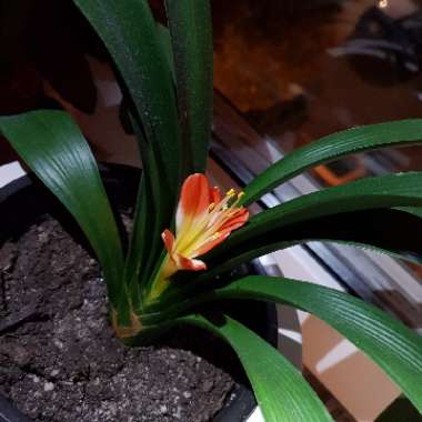 Clivia miniata