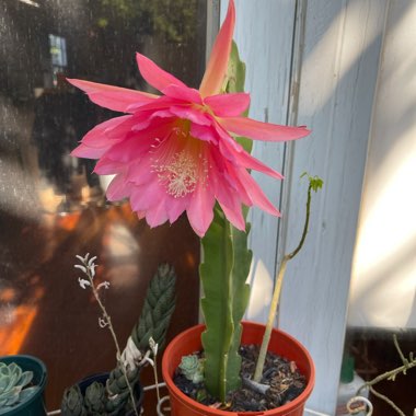 Surachet's garden
