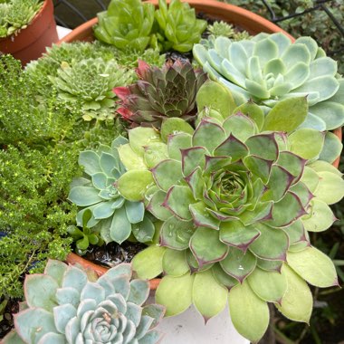 Surachet's garden