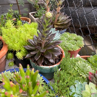Surachet's garden