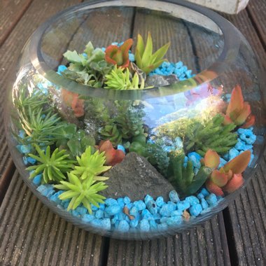 Surachet's garden