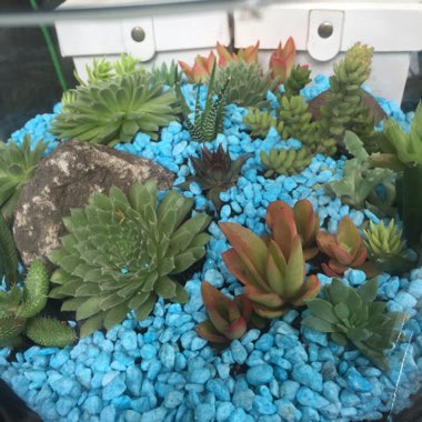 Surachet's garden