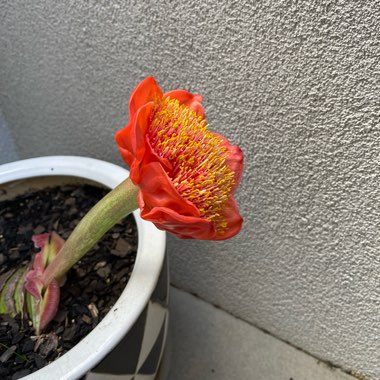 Surachet's garden