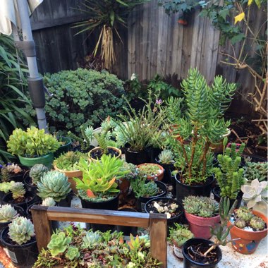 Surachet's garden
