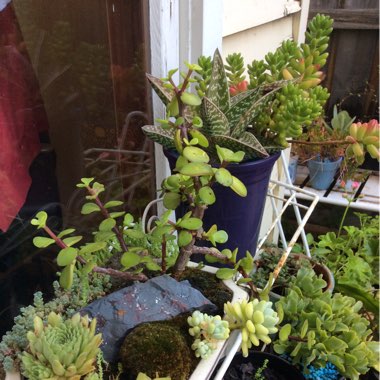 Surachet's garden