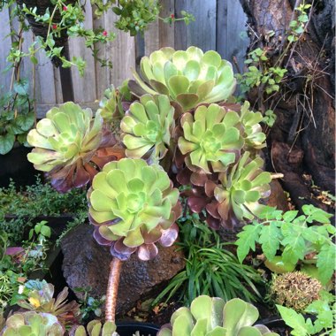 Surachet's garden