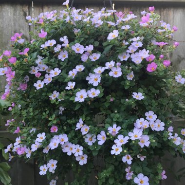 Surachet's garden