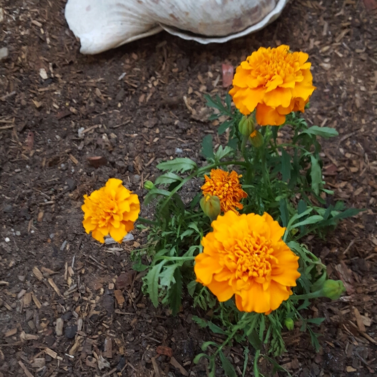 plant image 259455
