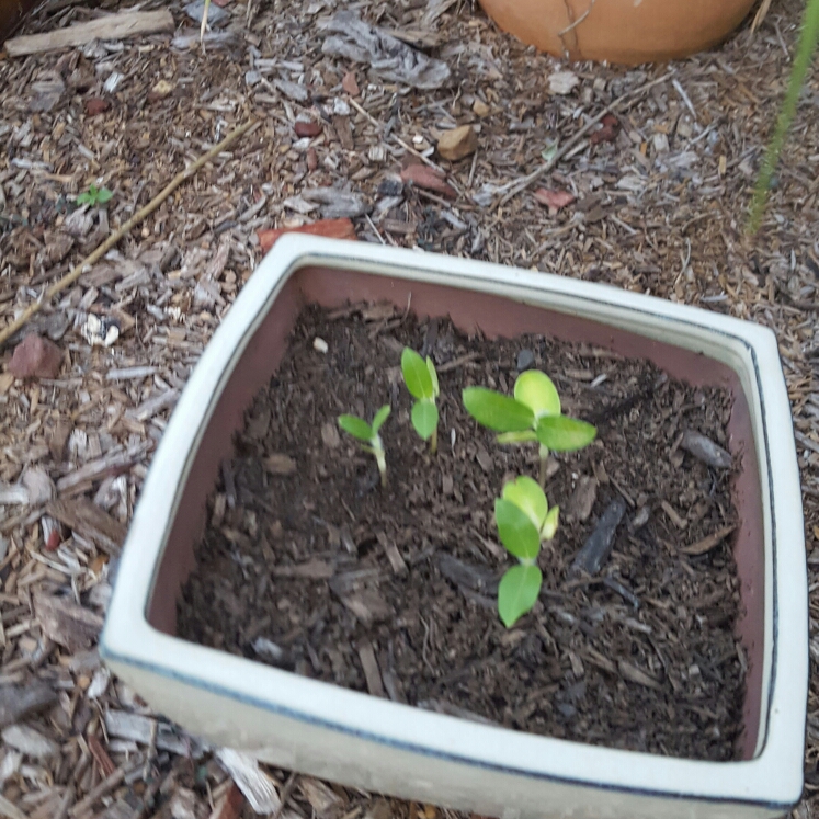 plant image 259457