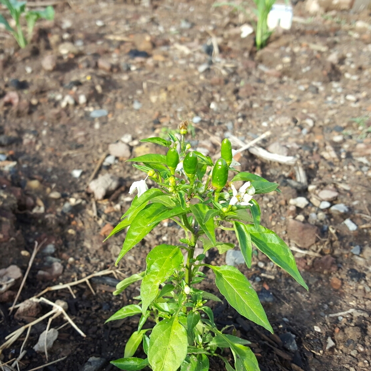 Plant image Capsicum Annuum 'Thai Hot'